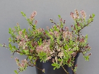 Salix myrtilloides 'Pink Tassels'